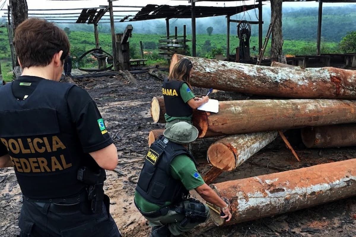 Saiba tudo sobre a “Operação Maravalha III” e as fraudes de produtos florestais em MT, RO e PA