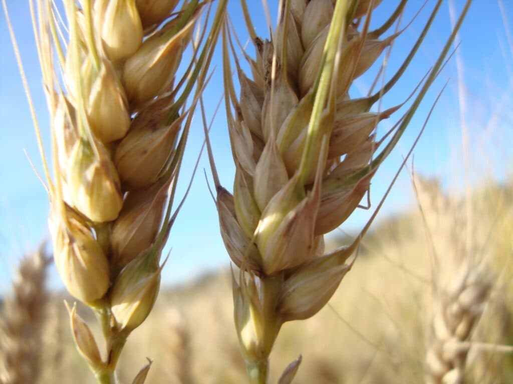 Chuvas irregulares afetam o plantio de trigo em São Paulo, confira!