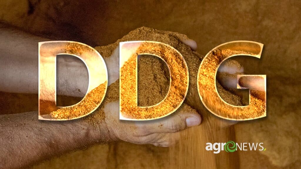 DDGS: Proteína do milho revoluciona nutrição animal no Brasil