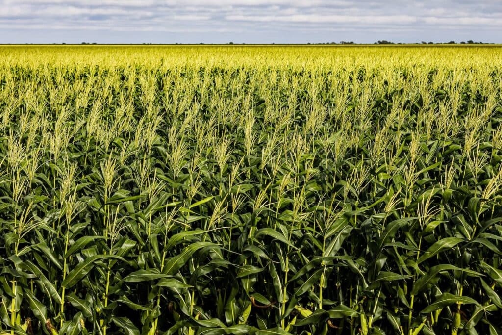 Atenção produtor! Renegocie suas dívidas do crédito rural