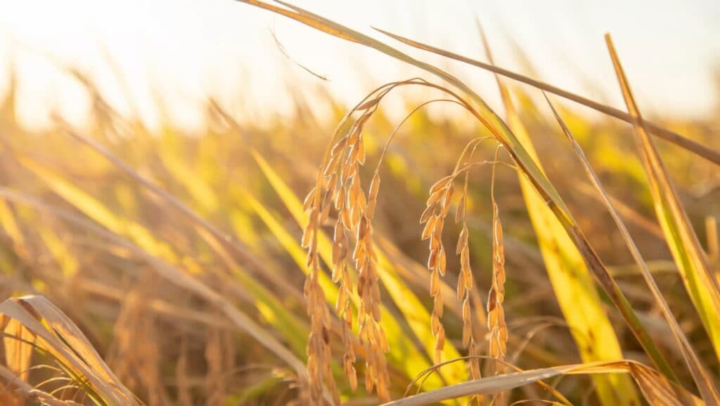 Preço do arroz segue em alta