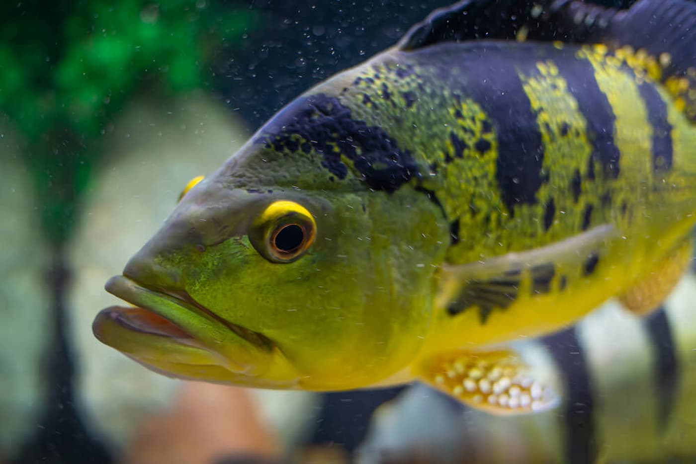 Tucunaré, conheça algumas curiosidades deste peixe voraz