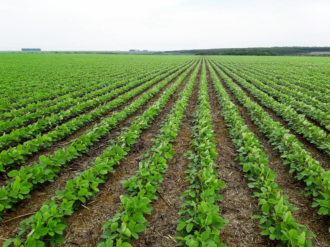 Soja: cotação recuou em Mato grosso, confira!