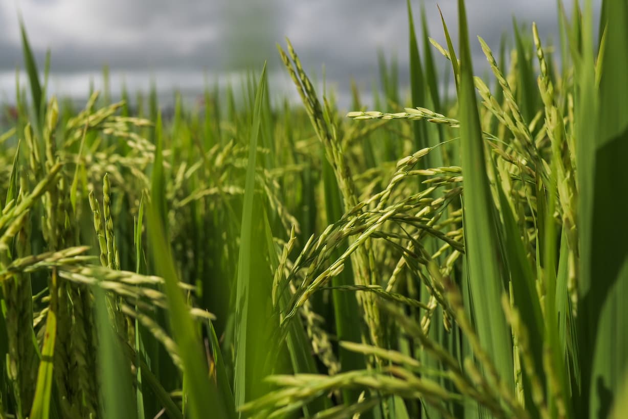 Mercado do arroz 21 de dezembro de 2022
