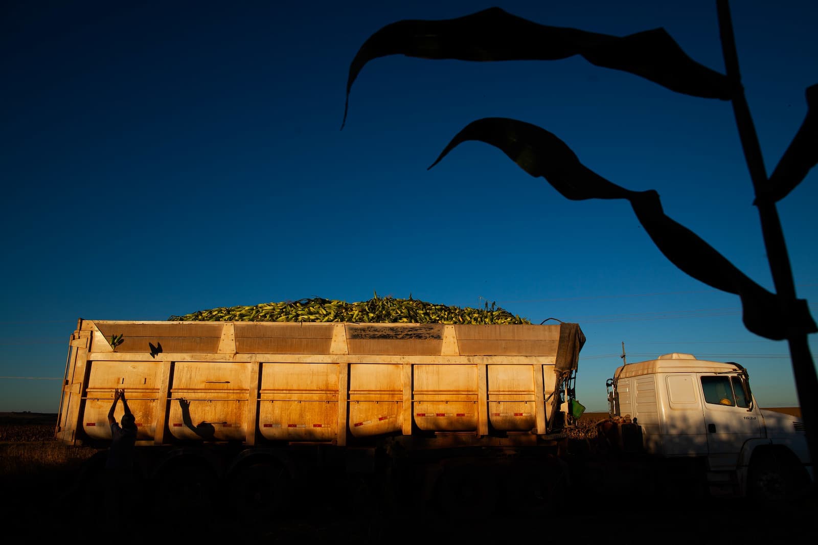 Exportação de milho de MT acumula volume recorde