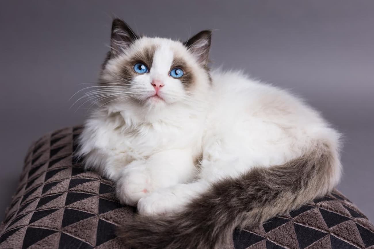 Ragdoll: gato com comportamento semelhante aos cães