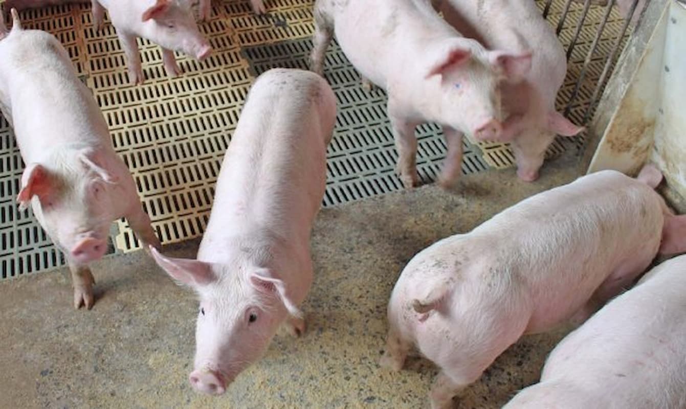 Suíno: preços do animal vivo apresentam movimentos distintos