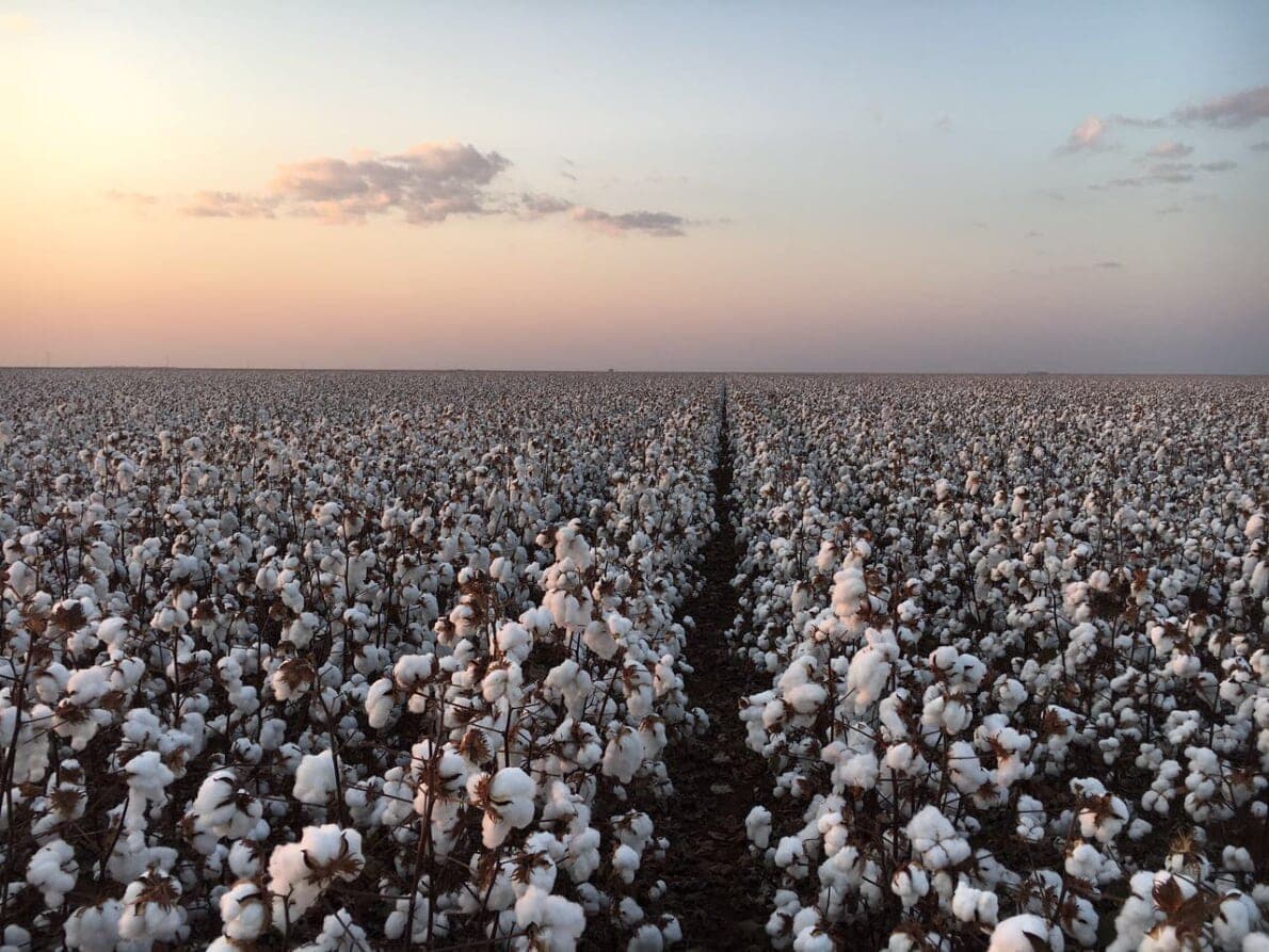 Algodão: valores estão firmes no Brasil