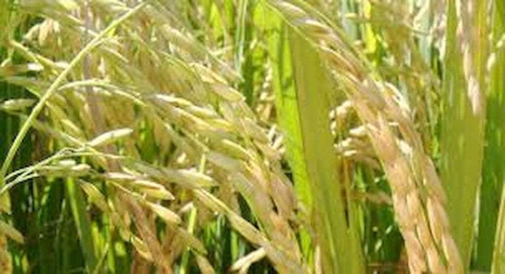 Arroz: indicador recua no acumulado