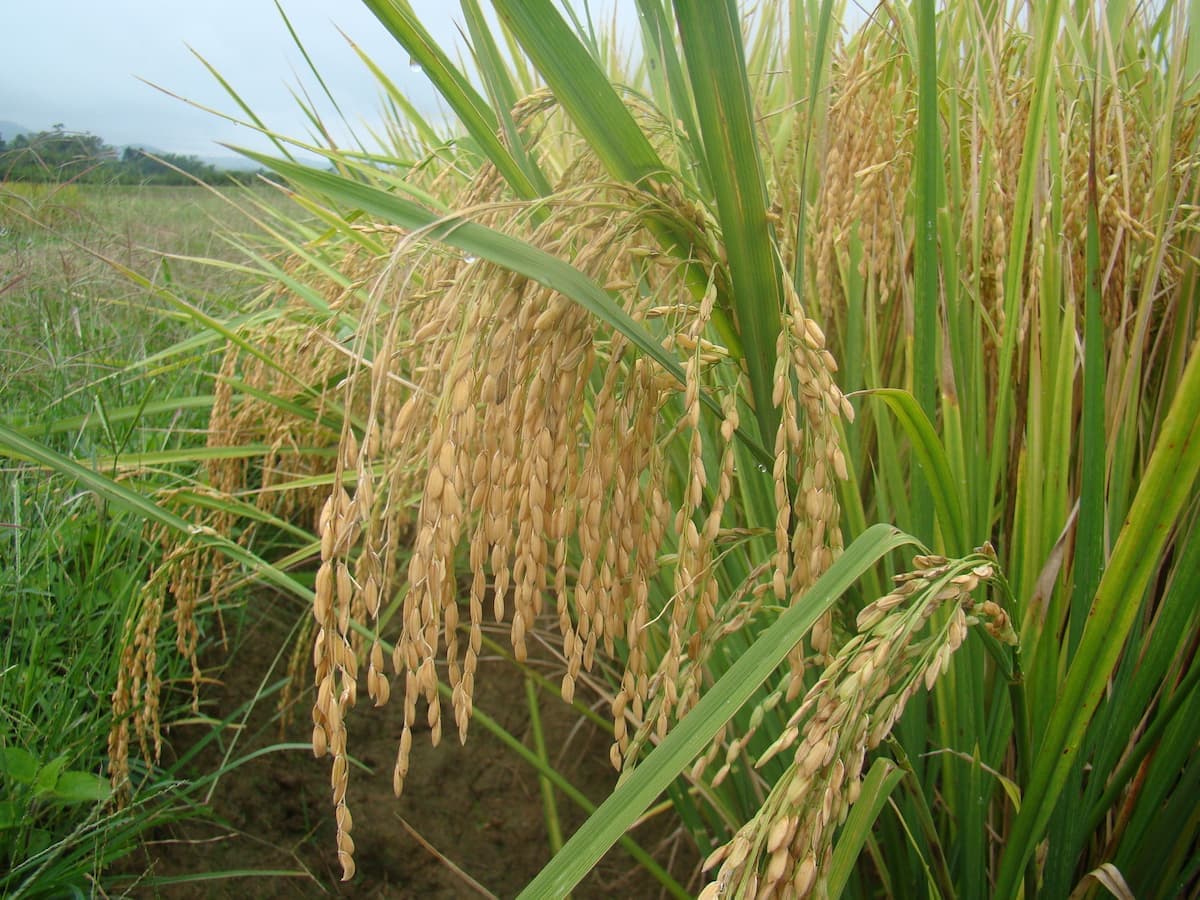 Mercado do arroz 15 de fevereiro