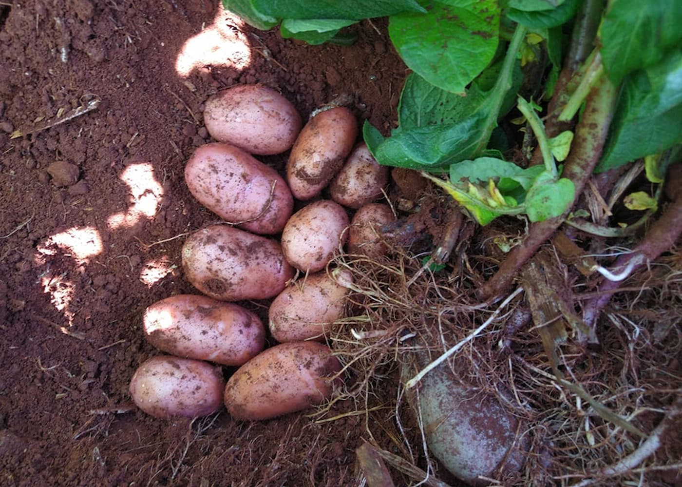 BRS F183 (Potira) – Nova cultivar de batata com dupla aptidão e excelente potencial produtivo