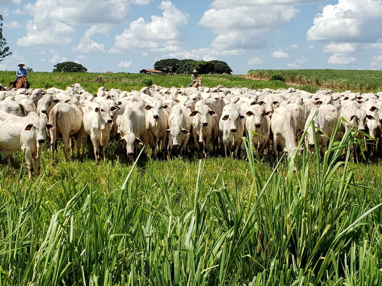 Boi: abate de fêmeas volta a recuar, macho avança em Mato Grosso
