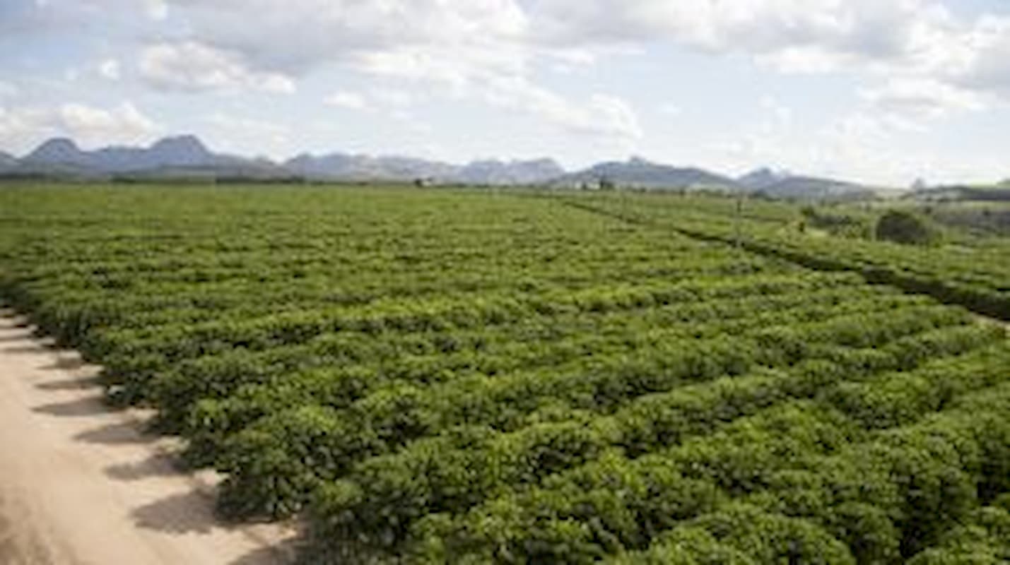 Colheita de café no Brasil está estimada em 48% até dia 29 de junho, analisa Safras
