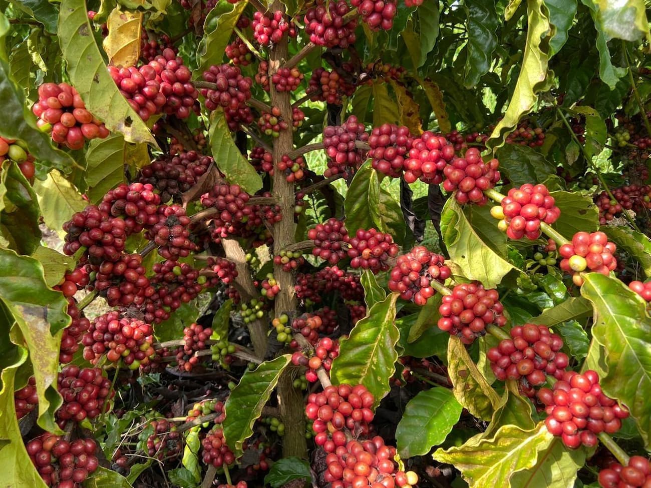 Investimento na cafeicultura fortalecerá competitividade