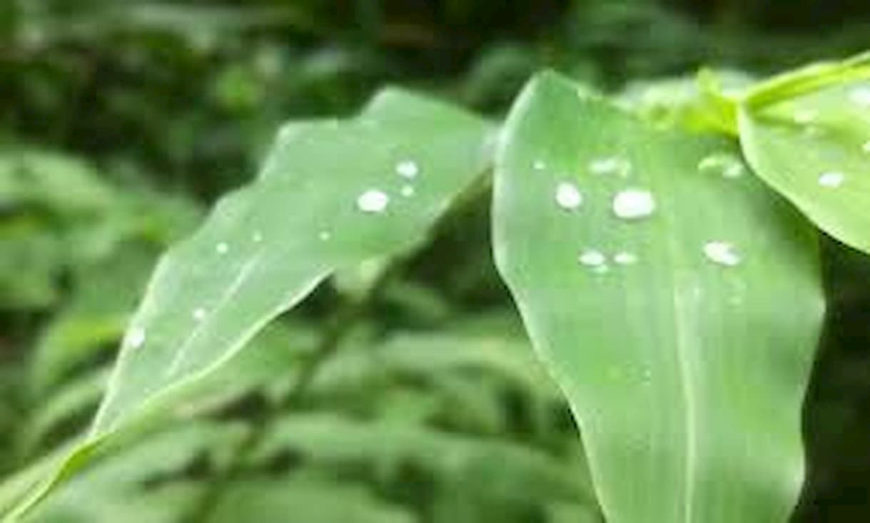 Previsão do tempo: Veja como será o clima em maio e possível impactos nas culturas