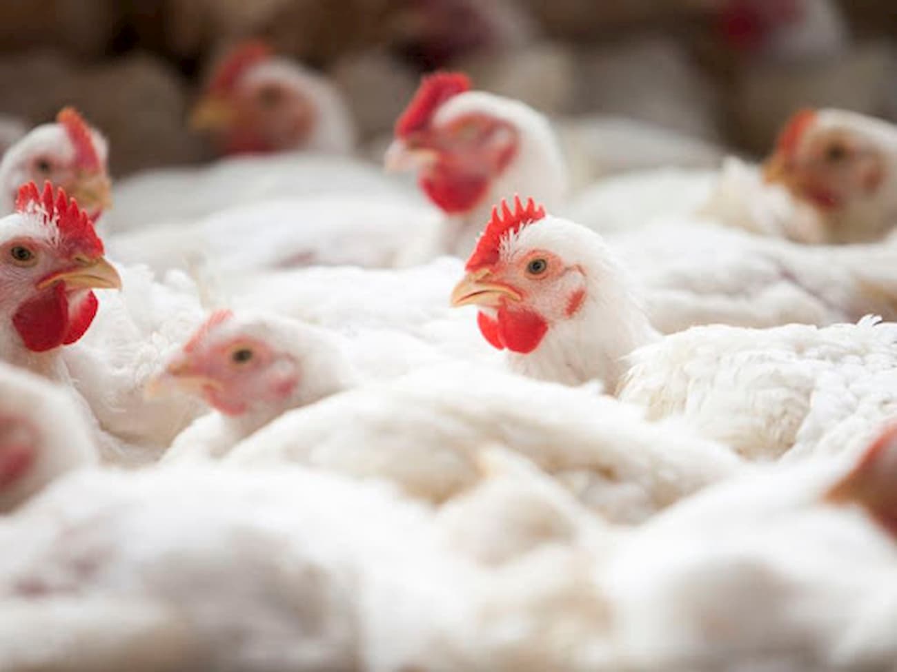 Preço do frango permanece em queda em 2023