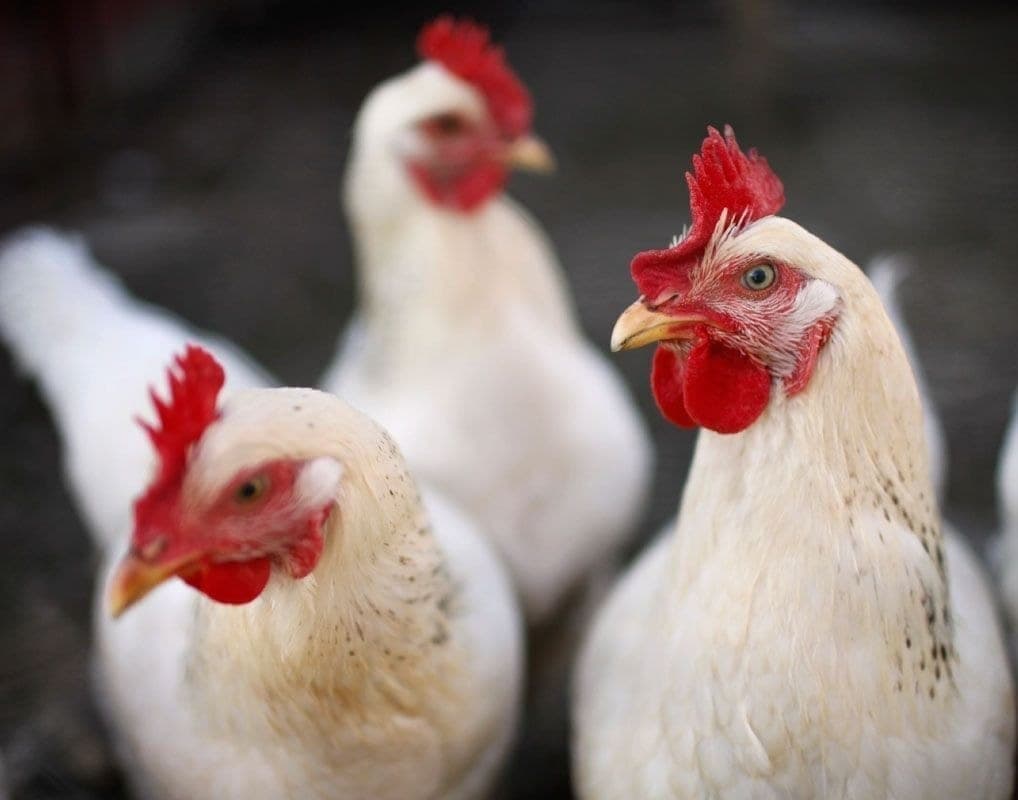 Preço mensal do frango avança