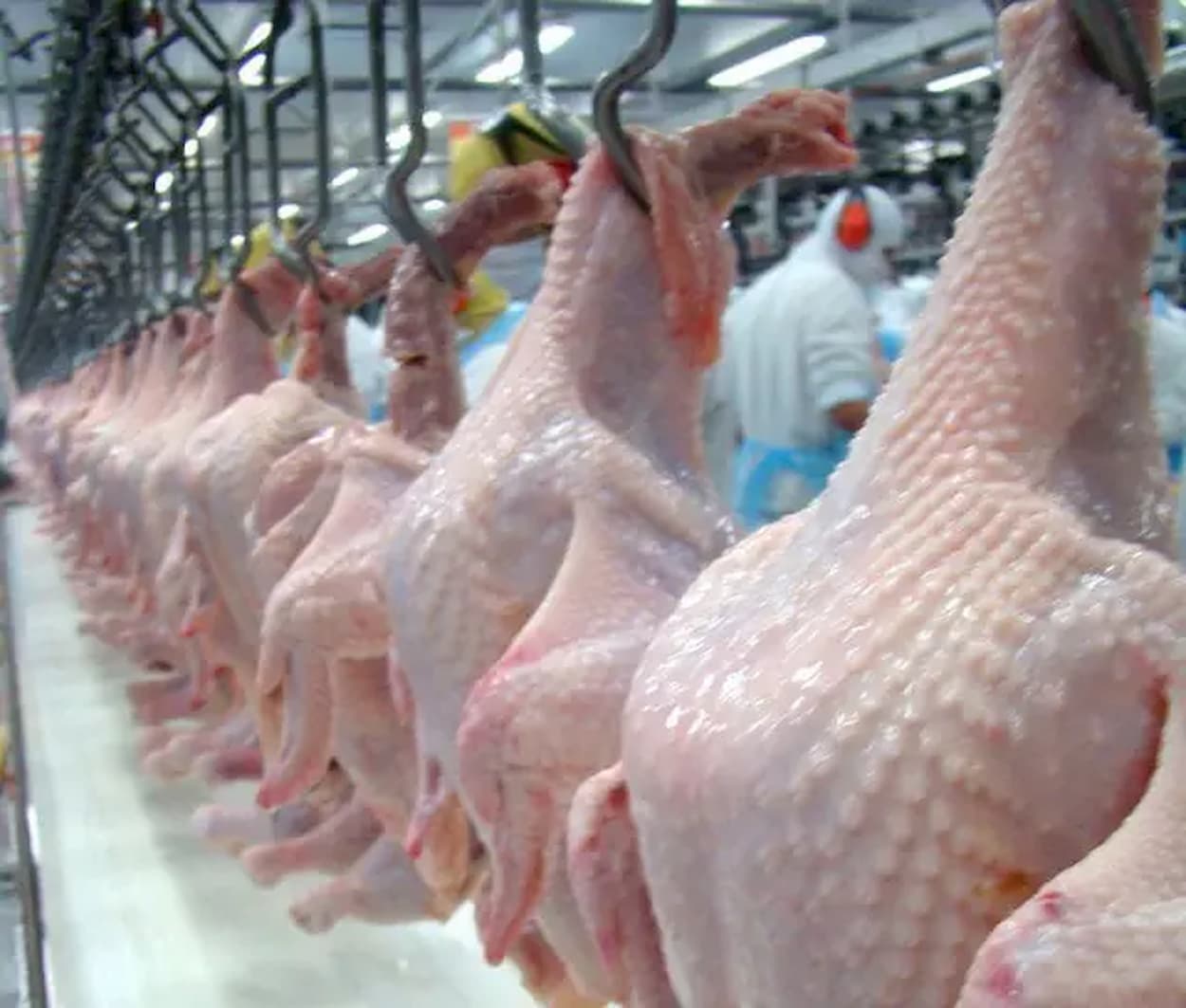 Volume exportado de frango atingiu novo recorde