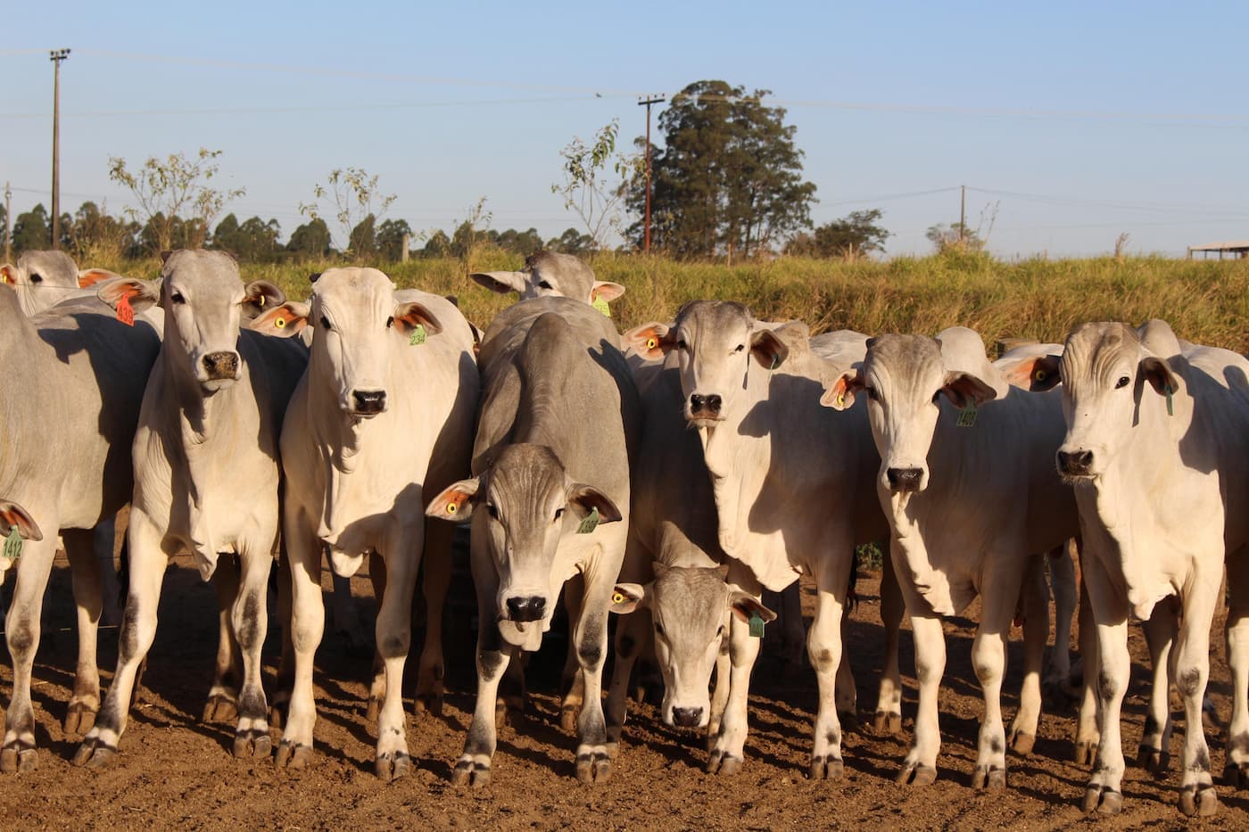 Touros melhoradores são uma ferramenta de lucro na pecuária de corte, confira!