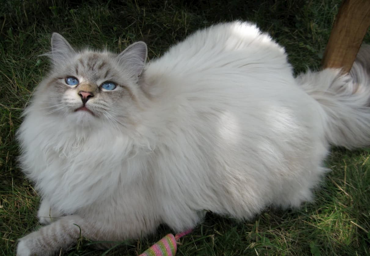 7 vantagens de ter um gato em casa