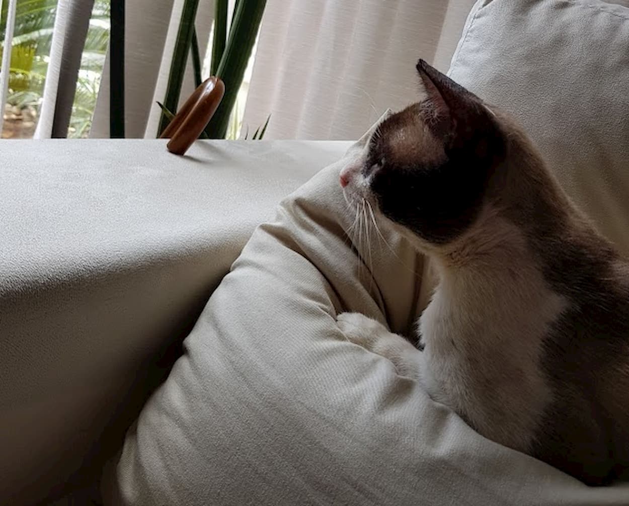 Curiosidade felina: mitos e verdades