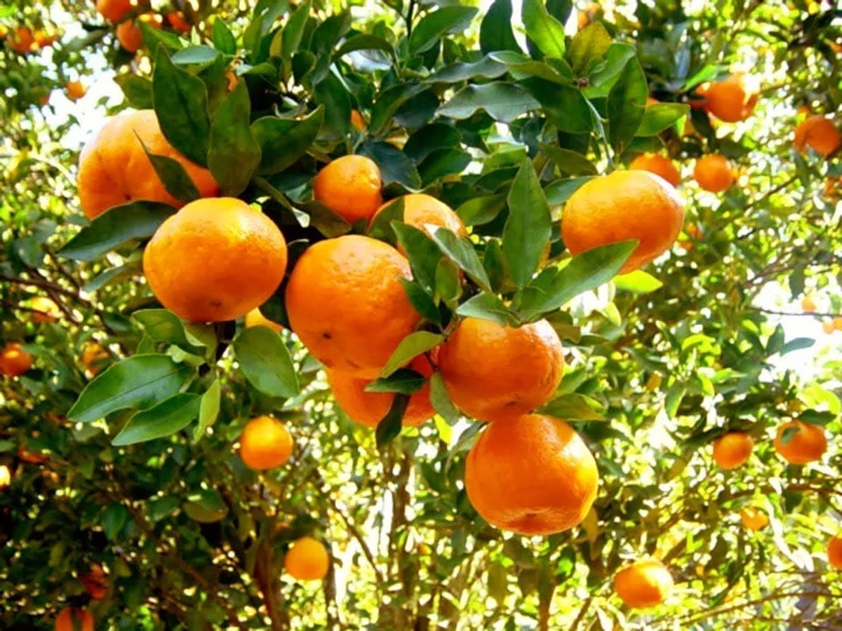 laranja