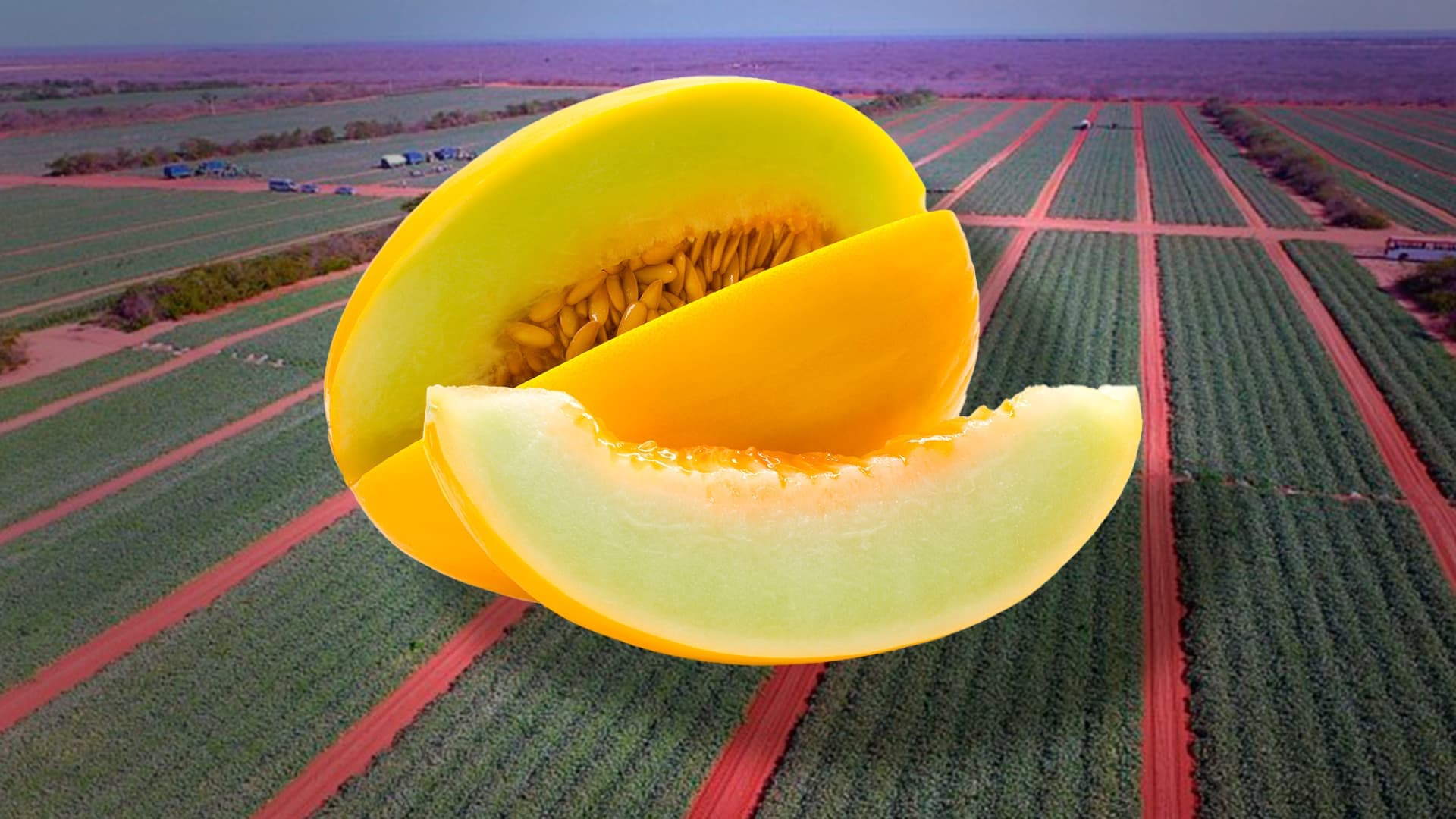 Reduza Emissões: Manejo de Solo em Manga e Melão no Semiárido