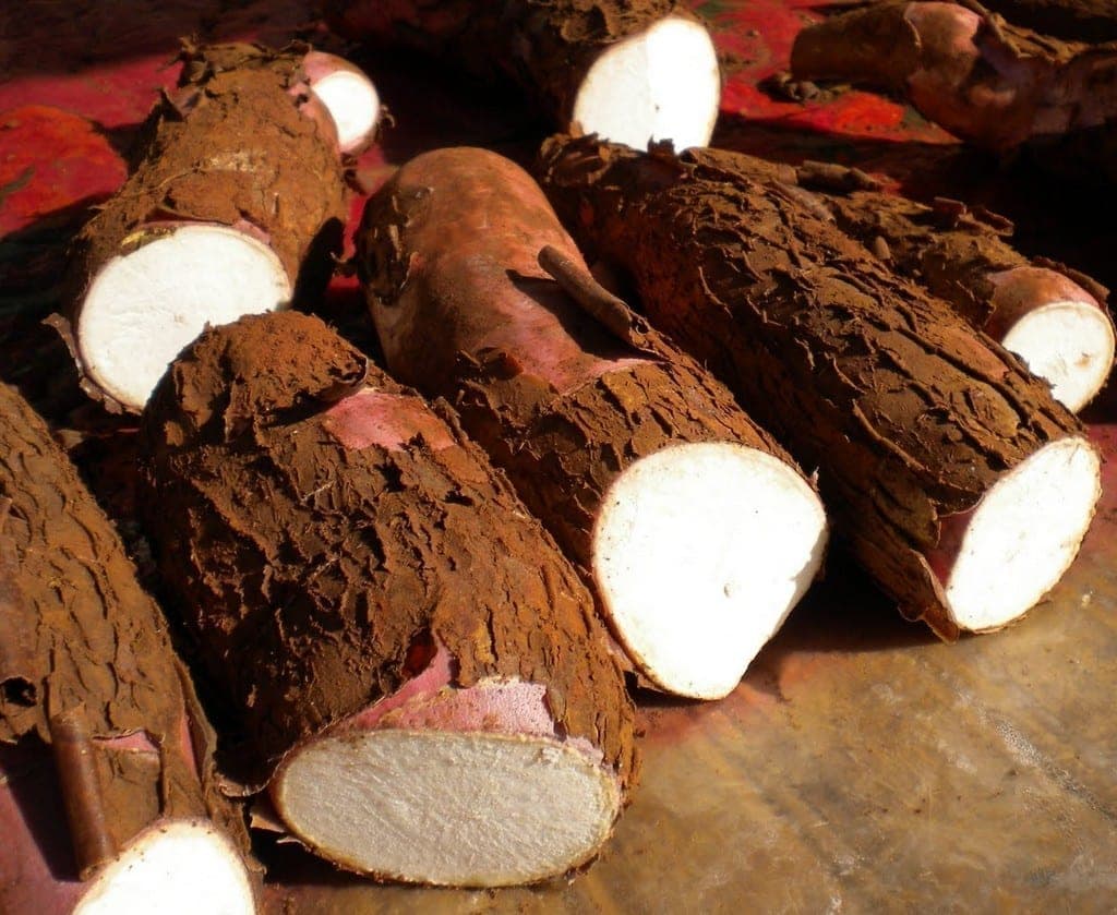 Mandioca: oferta segue estável em dezembro de 2021