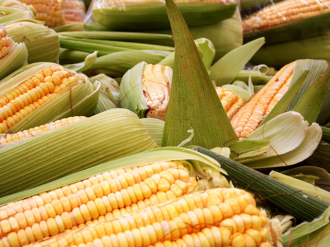 Milho: consumidor segue retraído, aguardando queda no preço