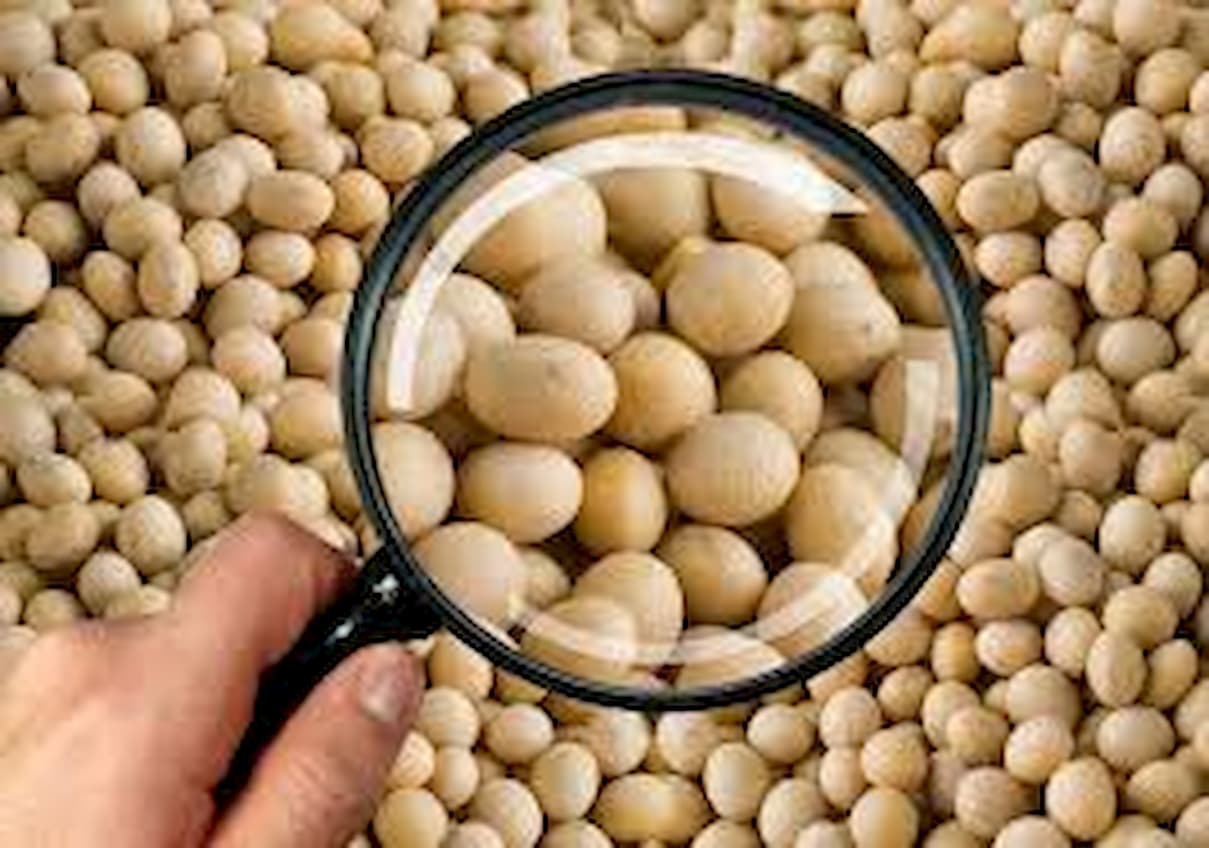 Soja: preço do óleo atinge recorde real