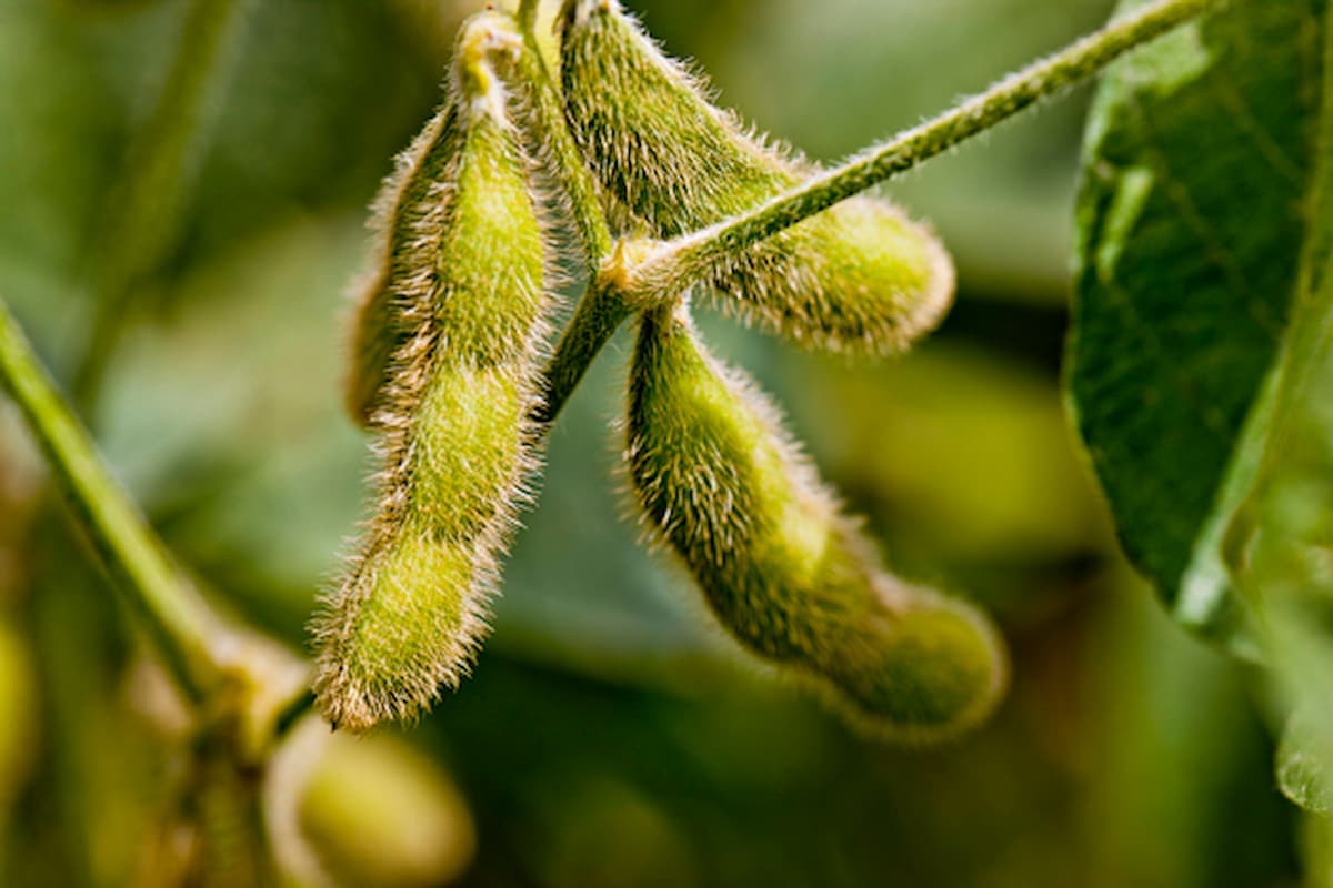 Soja: preço do óleo de soja é o maior em 1 ano