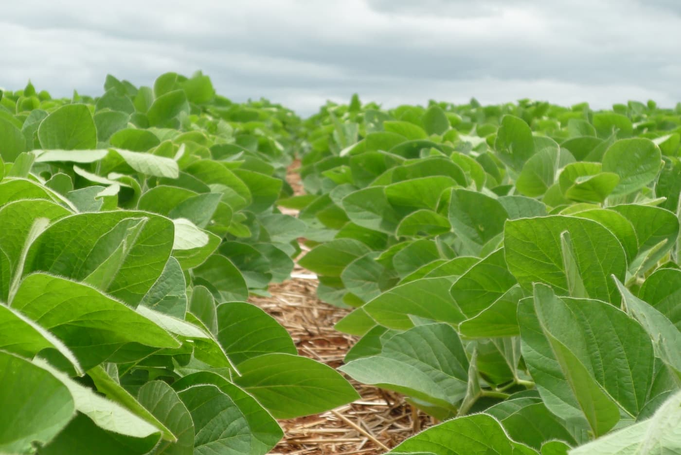 Em MT, vendas de soja atingem 37,3% da safra 2021/22 impulso do dólar, diz Imea