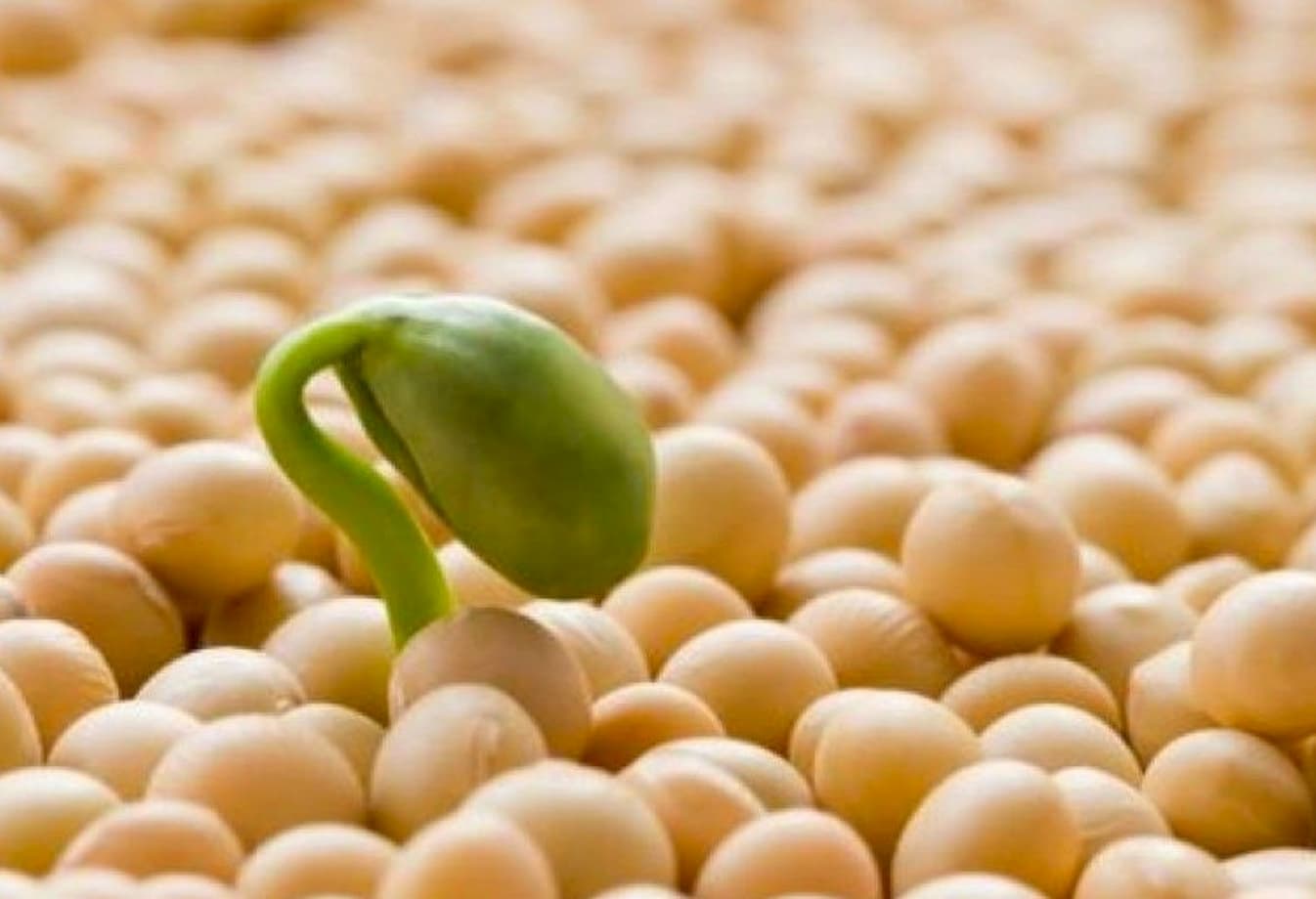 Mercado da soja 17 de outubro 2022