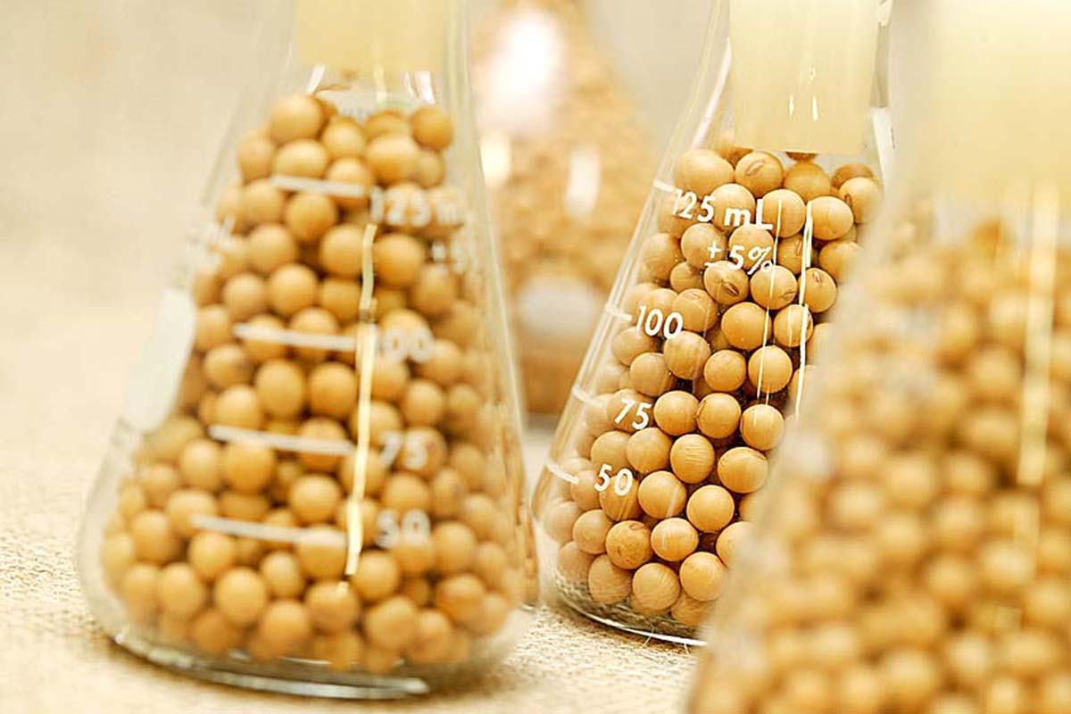 Exportações da soja batem recorde em 2024