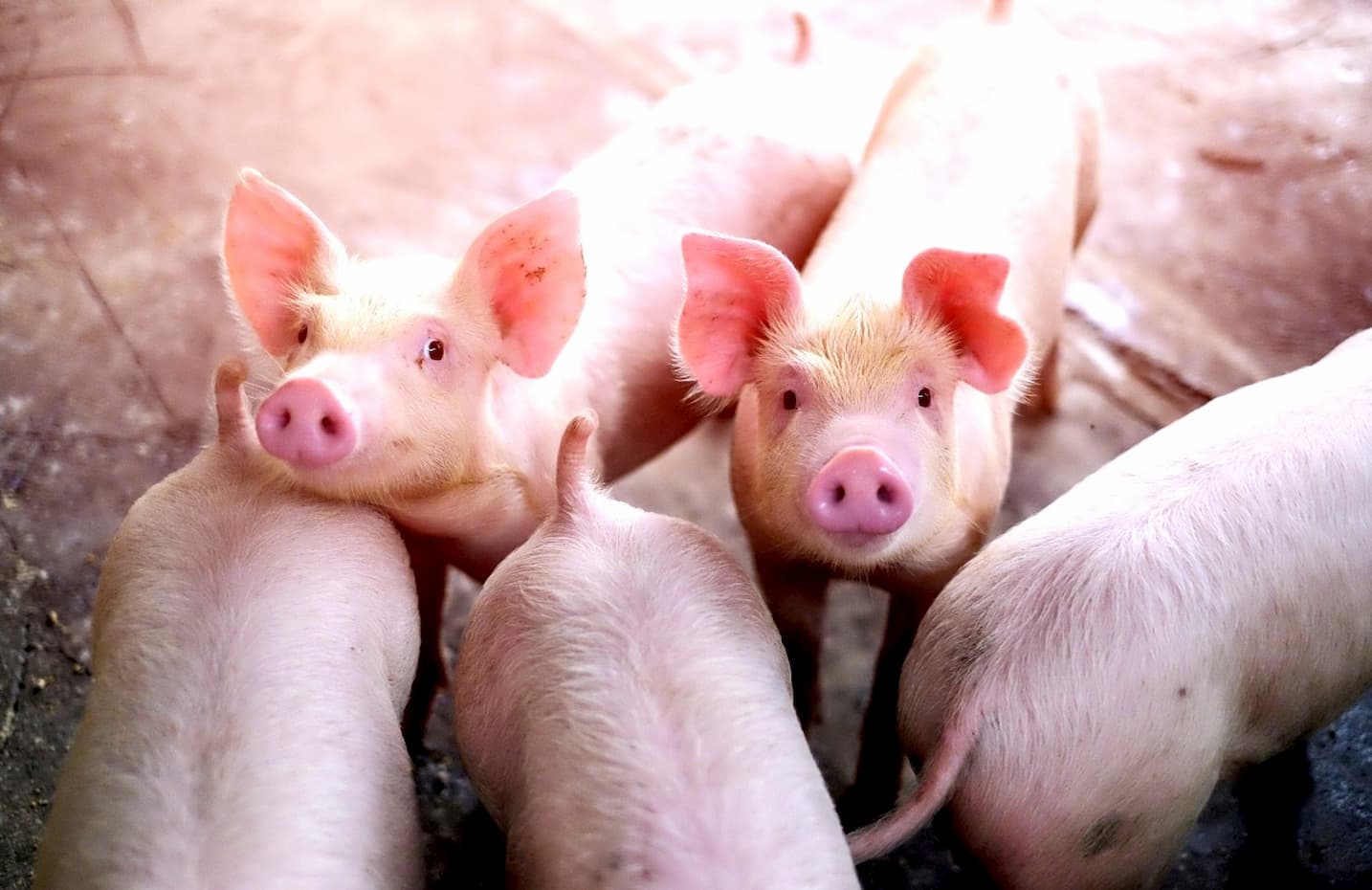 Custos de produção do frango de corte caem em 2025, enquanto suínos registram alta, confira!