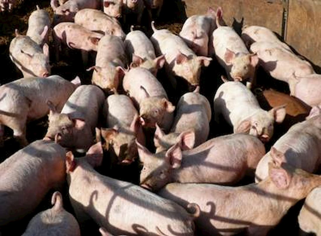 Indicador do suíno mostra avanço