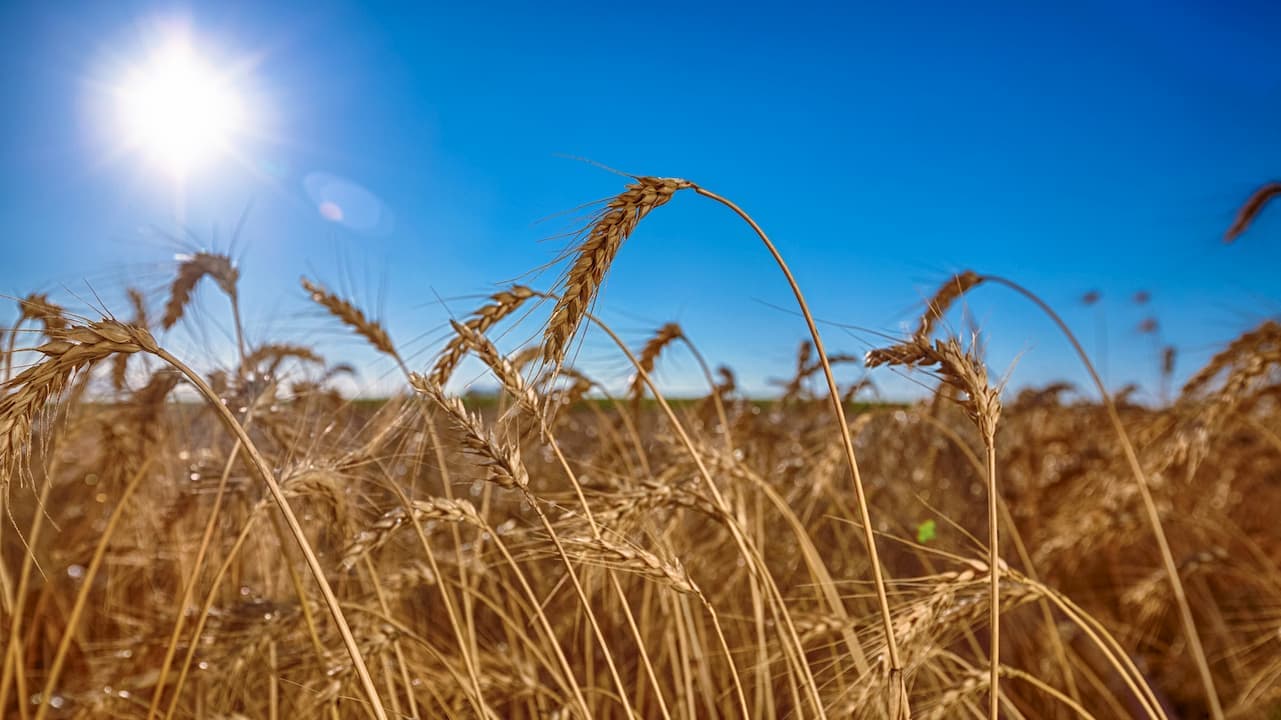 Mercado do trigo 11 de abril