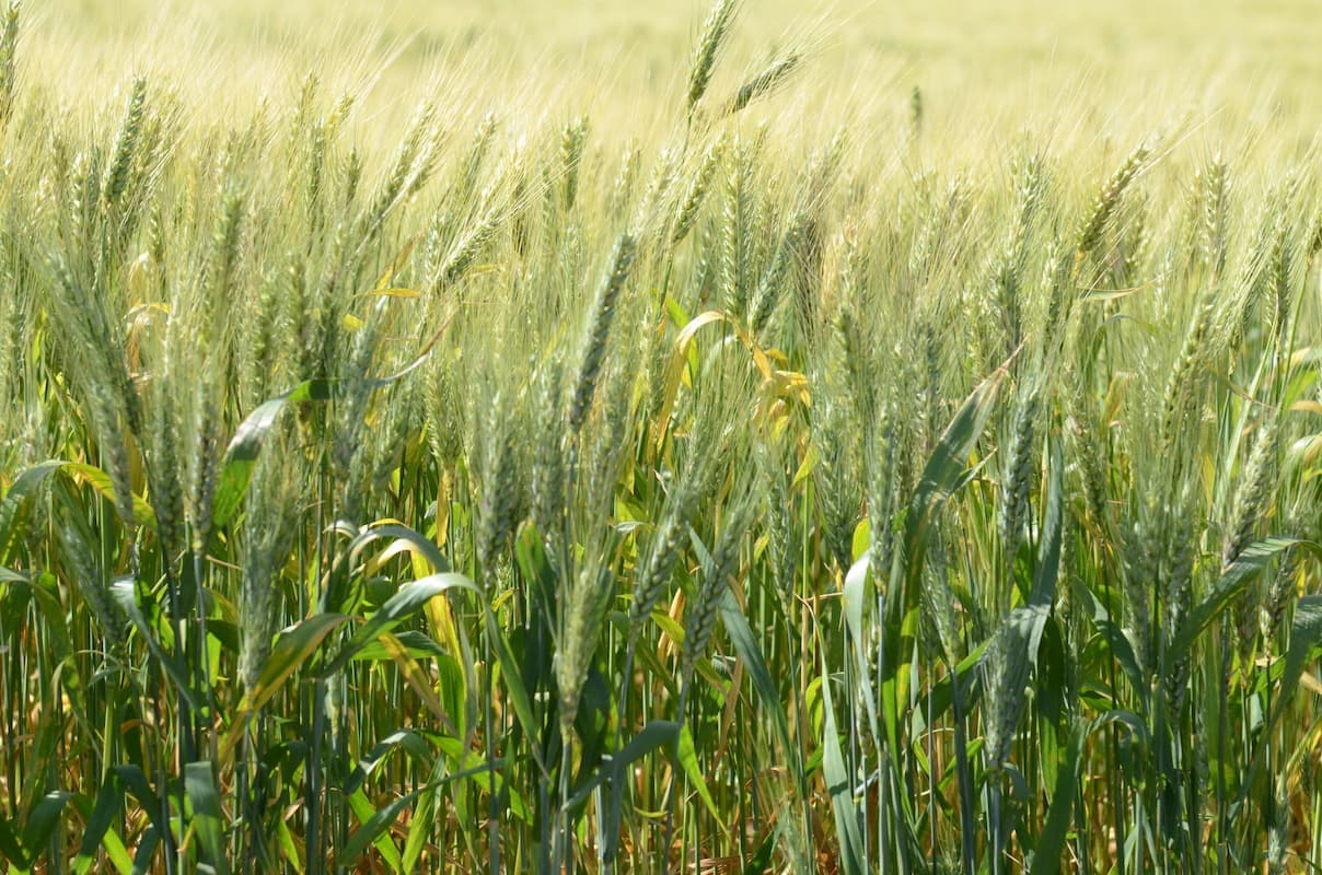 Trigo: valores continuam firmes no Brasil