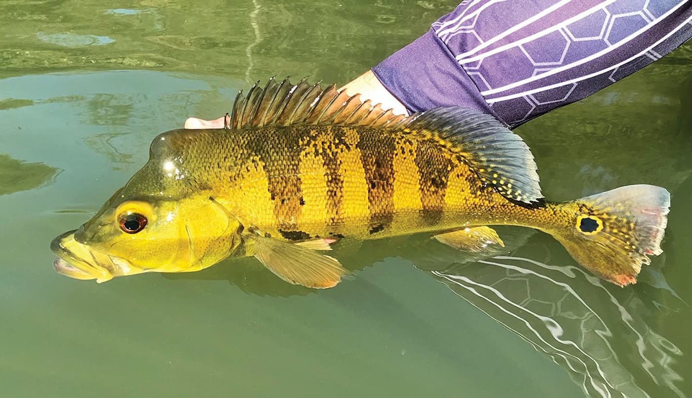 Confira atualização das regras para exploração comercial de peixes no Amazonas