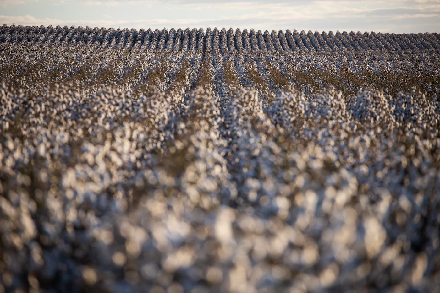Liquidez no mercado do algodão