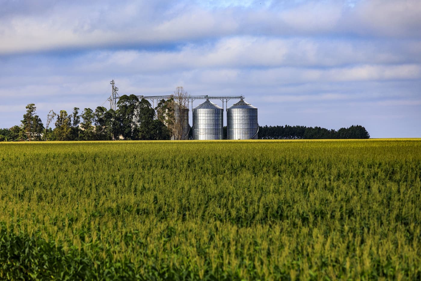 Milho segue com negócios em lentidão
