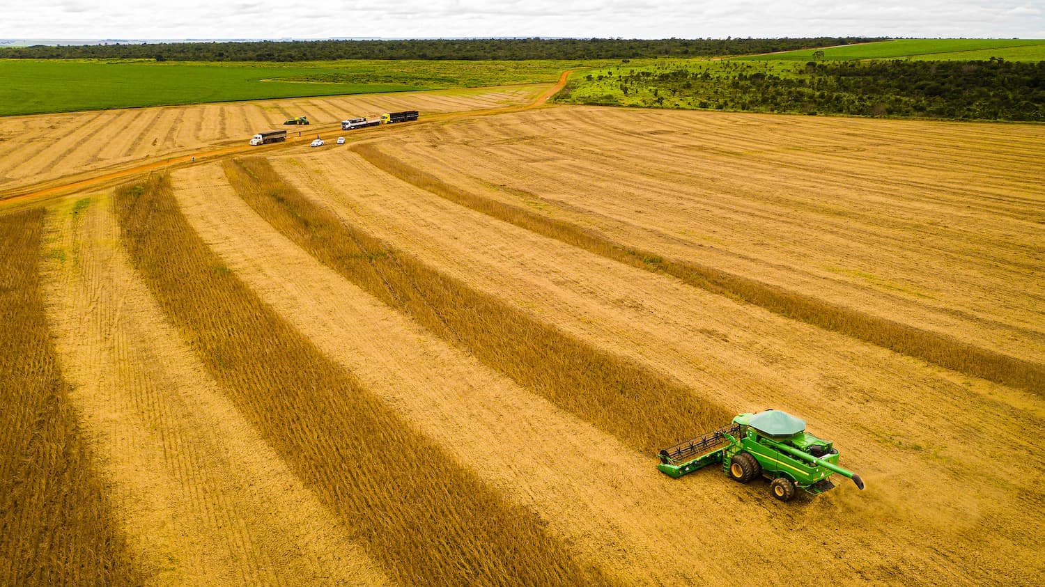 Soja: preço sobe em Mato Grosso