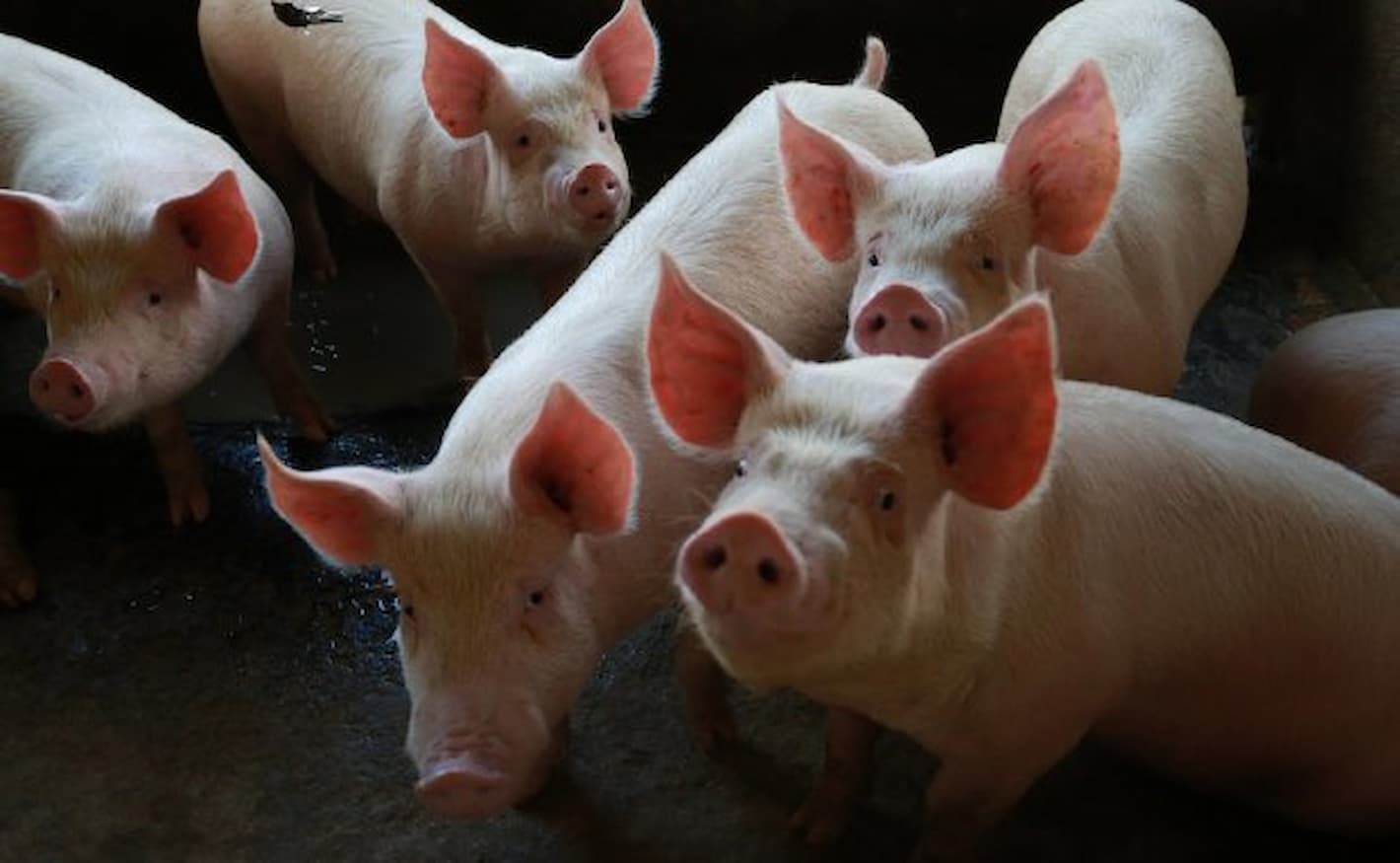 Suínos: Canadá habilita novas plantas brasileiras de carne suína