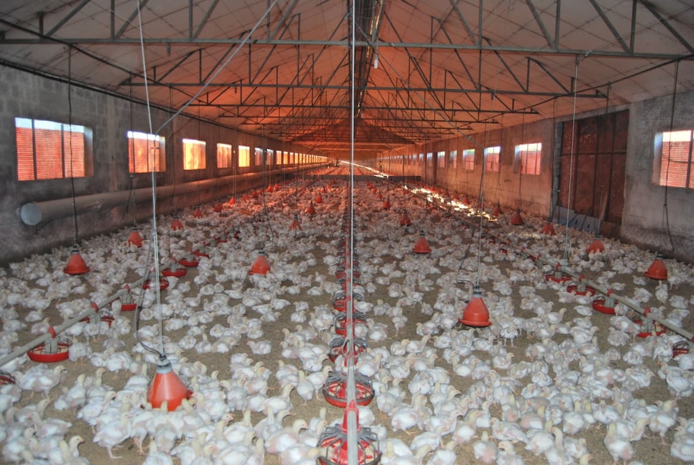 Preço do frango se valoriza