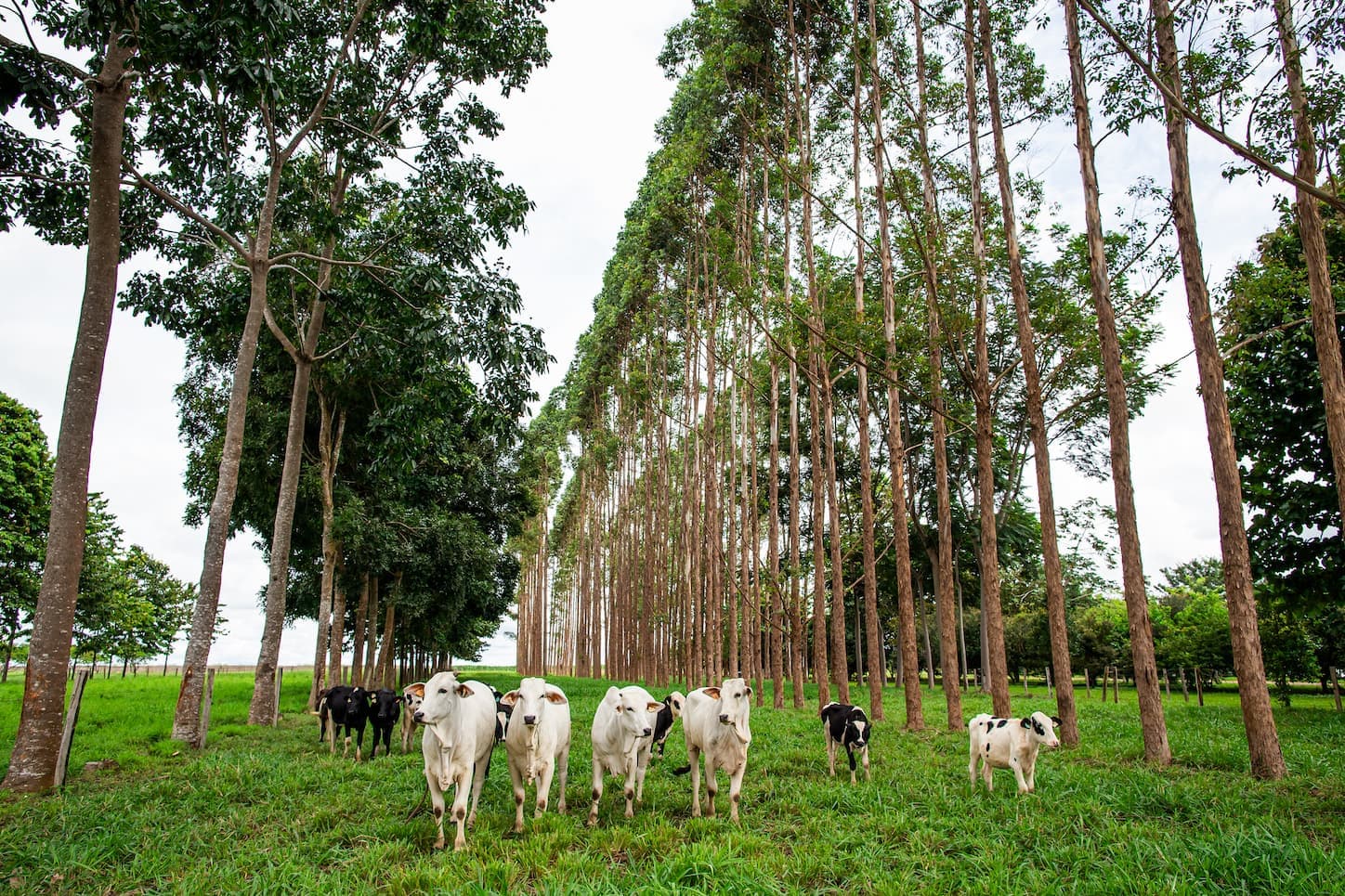 Mapa publica portaria para o processamento de produtos de origem animal segundo preceitos religiosos