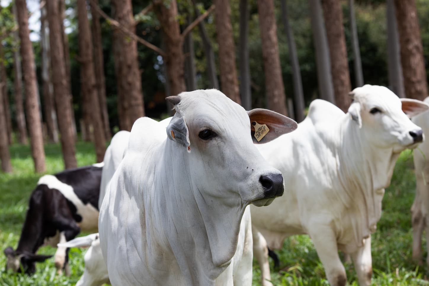 Boi: carne segue em desvalorização em 2022