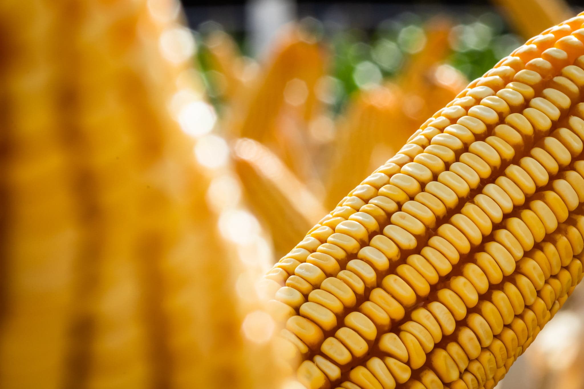 Preço do milho segue em queda