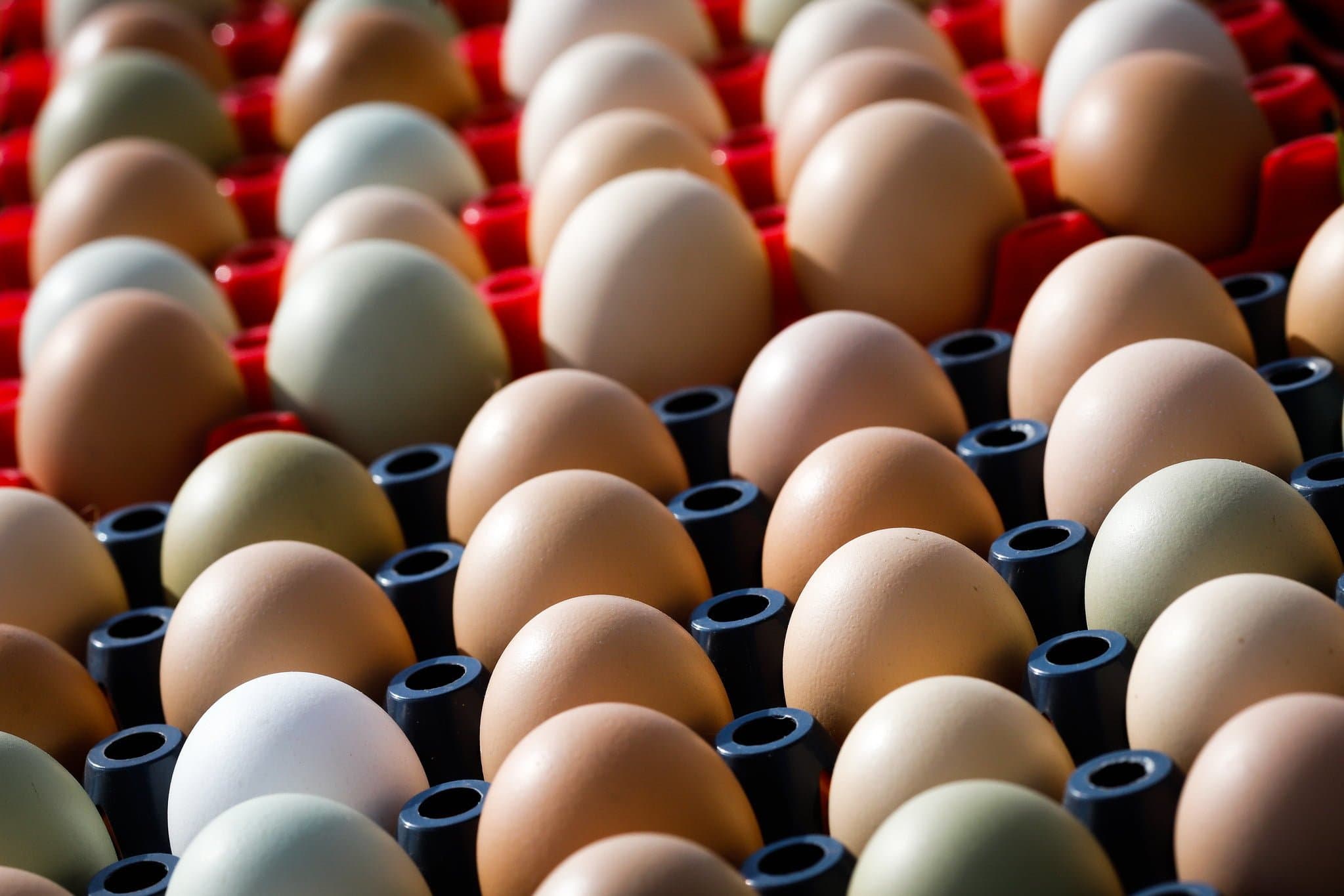 Volume exportado dos ovos cai pela metade em 01 ano