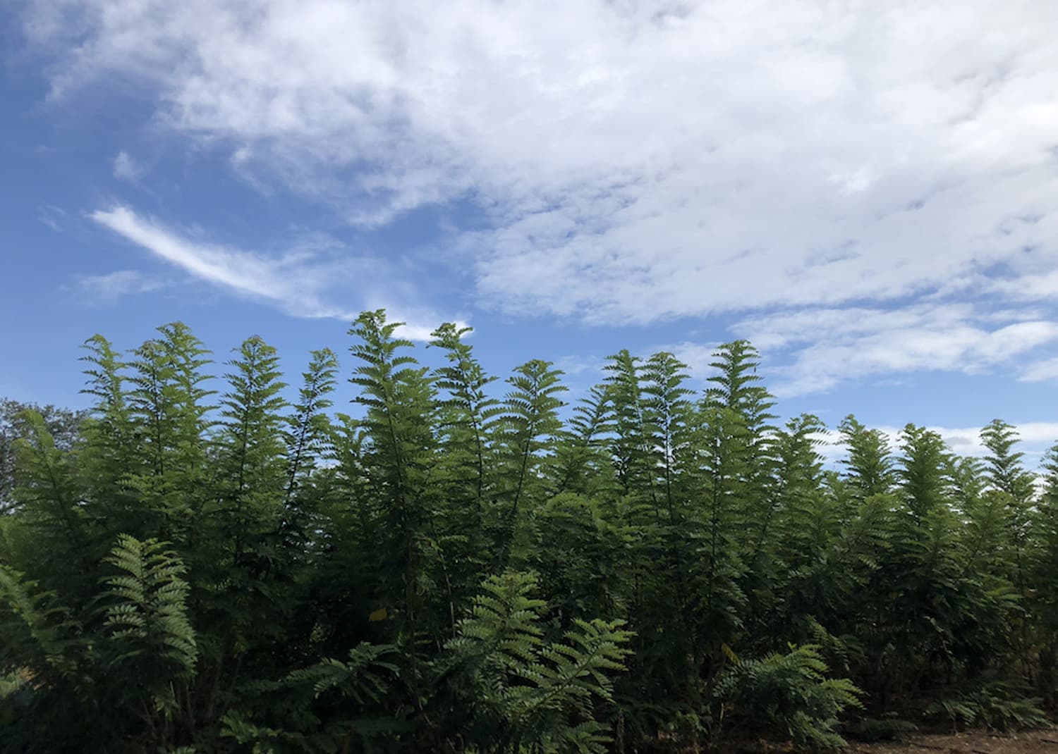 Biofiltro reaproveita água para produção de alimentos e forragem