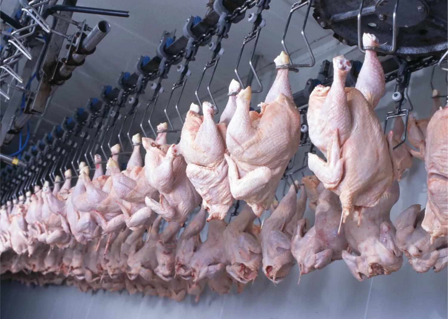 Movimento é de alta nos preços da carne de frango